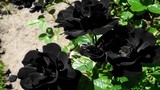 Kinh ngạc loài hoa hồng đen huyền bí “độc nhất vô nhị“