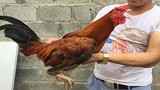 “Độc kê” 10 cựa và những “quái gà” siêu lạ nhất Việt Nam