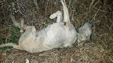 Bí ẩn nhiều xác chó chết ở nông thôn