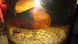 Chuyện dựng tóc gáy về rắn khổng lồ, dài 20m