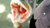 Cận cảnh con cá kỳ lạ với bộ răng người