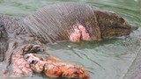 Tiết lộ tư liệu ít người biết về cụ rùa Hồ Gươm 