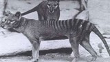 "Cải tử hoàn sinh" hổ Tasmania có thành công?