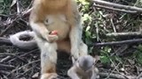 Cách trông con bá đạo của bà mẹ khỉ