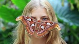 Chân dung bướm khổng lồ, to ngang mặt người, có ở VN