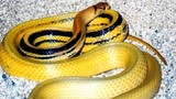 Chi tiết loài rắn rồng “khủng” dân mới bẫy được ở Sài Gòn