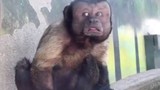 Chú khỉ có gương mặt người đàn ông khổ đau gây kinh ngạc