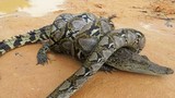 Cá sấu vật lộn trong cú siết đáng gờm của trăn khổng lồ