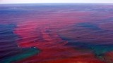 Nguyên nhân khiến đại dương “nhuộm màu máu” là gì?