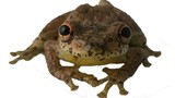 Loài ếch đặc biệt phát ra âm thanh giống tiếng... dê