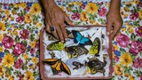 Khám phá ít biết về người săn bướm bí ẩn ở Indonesia