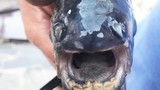 Cá có hàm răng giống hệt người xuất hiện ở nơi bất ngờ nhất