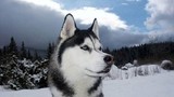 Đặc điểm thú vị của giống chó Husky ít ai hay