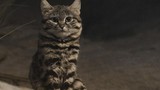 "Soi" loài mèo nhỏ nhắn nguy hiểm nhất thế giới