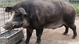 Khoa học thuần hóa lợn rừng thành lợn nhà thế nào?