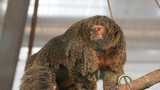 Sững sờ khỉ mẹ có cơ bắp vạm vỡ, lông lá rậm rạp