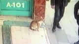 Kỳ quặc con mèo chỉ tấn công đàn ông, tha cho phụ nữ