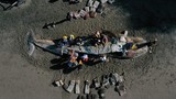 Kinh hoàng cái chết của hàng chục con cá voi xám bụng rỗng