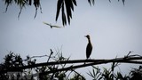 Những loài chim quý tại khu bảo tồn sinh thái Đồng Tháp Mười