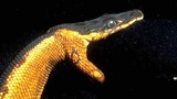 Giải mã tài nhịn uống nước cực đỉnh của rắn biển