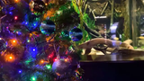 Lạ lùng lươn điện biết đăng status, tự thắp sáng cây thông Noel