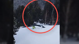 "Chết cười" gà gô rừng đuổi theo người trượt tuyết "ăn thua" đến cùng