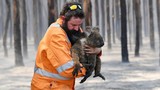 Cháy rừng ở Úc: “Kế hoạch hoá dân số” giết 10.000 con lạc đà