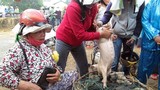Bế lợn thuê - nghề chỉ có ở Việt Nam?