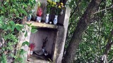 Chuyện kỳ dị ở nấm mộ hoang "tự lớn lên" giữa Hà Nội 