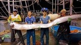 Video: Ngư dân bắt được cá hố khổng lồ nặng gần 1 tạ