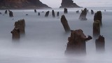 Bí ẩn “khu rừng ma” 2000 tuổi bất ngờ xuất hiện trên biển  