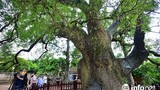 Ngắm cây dã hương nghìn tuổi độc nhất vô nhị TG ở Việt Nam