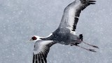 Những loài chim bay cao không tưởng khiến con người "ngả mũ thán phục" 