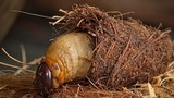 Sự thật bất ngờ về con đuông dừa... nghe cực choáng 