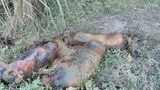 Lạng Sơn: Dân khốn khổ sống chung mùi lợn chết