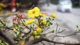 Hoa mai vàng bung nở rực rỡ ở Hà Nội ngày cận Tết