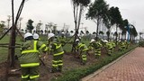 Hà Nội: Phòng mưa bão, kiến nghị đóng cọc thép níu cây xanh