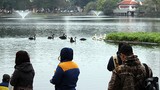 “Bảo mẫu” thiên nga ở hồ Thiền Quang: Để mất con nào là mất Tết luôn!