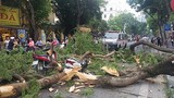 Kinh hoàng cây xanh gãy đổ đè 5 người đang đi đường ở Hà Nội