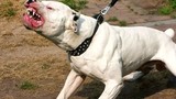 Chó Pit bull điên cuồng cắn nữ chủ nhà và hàng xóm nhập viện