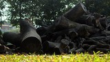 Ảnh: Lo ngại hỏa hoạn ở đống gỗ mục khô tại công viên Tuổi trẻ