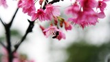Hoa anh đào Nhật Bản bung nở giữa trời Hà Nội đúng Tết Nguyên đán