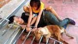 Bắt 10 “cẩu tặc” trộm hơn 40 con chó trong 1 đêm