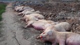 Hà Nội: Người dân “dài cổ” chờ tiền hỗ trợ 200 con lợn dịch tả châu Phi