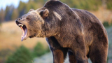 Video: Chú bé thoát nạn thần kỳ khi đối diện với gấu hoang 