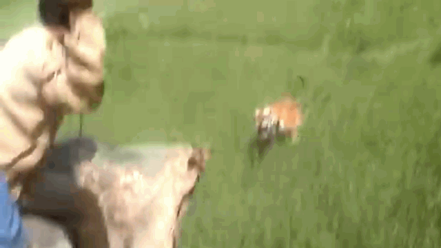 Video: Hổ dữ bay cao gần 4m, vồ người đàn ông đang cưỡi voi 