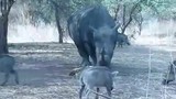 Video: Dại dột “trêu ngươi” tê giác, lợn rừng nhận kết cục thảm 