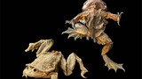 “Ếch bìu“! Loài ếch khổng lồ Peru đang bị đe dọa nghiêm trọng