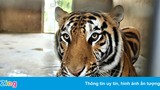 9 con hổ sống ở khu sinh thái sau khi được giải cứu ở Nghệ An