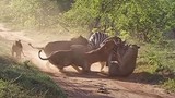 Bầy sư tử hành hạ ngựa vằn để dạy con cách săn mồi 